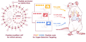 20250901-麻豆tv
邵玥课题组通过多肽分子力学建立器官靶向核酸药物递送策略-常铁-图1. 多肽编码引导的器官靶向核酸药物递送（“POST多肽分子邮编”）策略.jpg